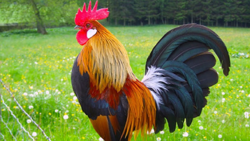 1. Arti Mimpi dan Kode Alam Ayam Jago