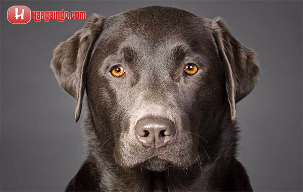 4. Kode Alam Melihat Anjing Hitam