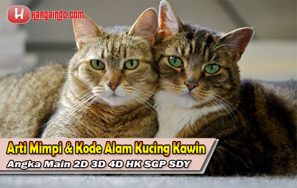 Arti Mimpi dan Kode Alam Kucing Kawin Erek-Erek 2D 3D 4D