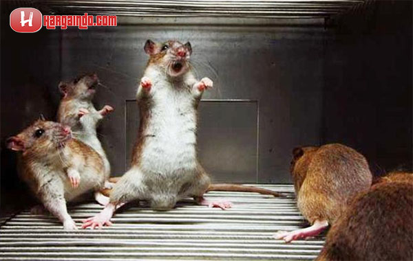 3. Arti Mimpi Melihat Tikus Berkelahi Menurut Ahli Tafsir