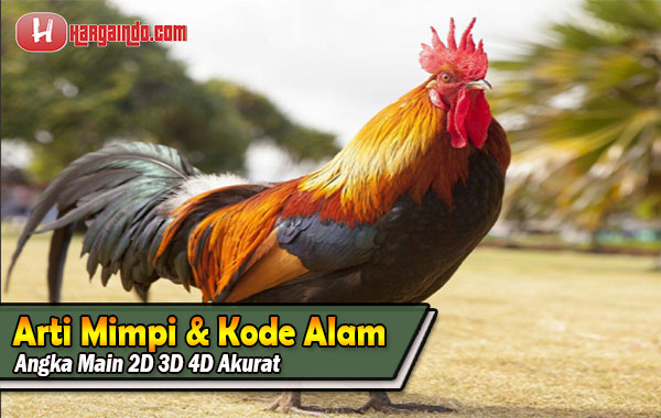 Tafsir Mimpi dan Kode Alam Ayam Erek-Erek Ayam 2D 3D 4D